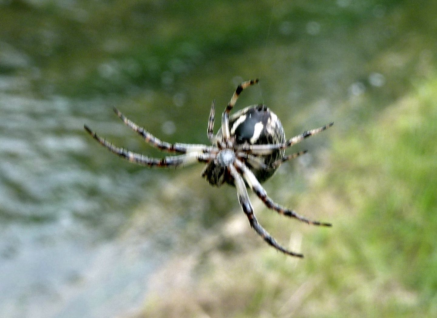 Larinioides sp. - Cerano (NO)