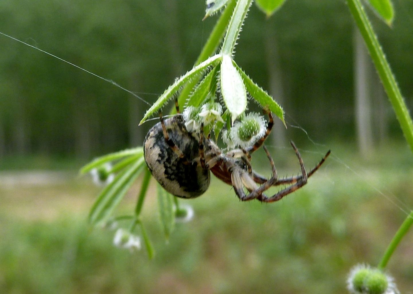 Larinioides sp. - Cerano (NO)