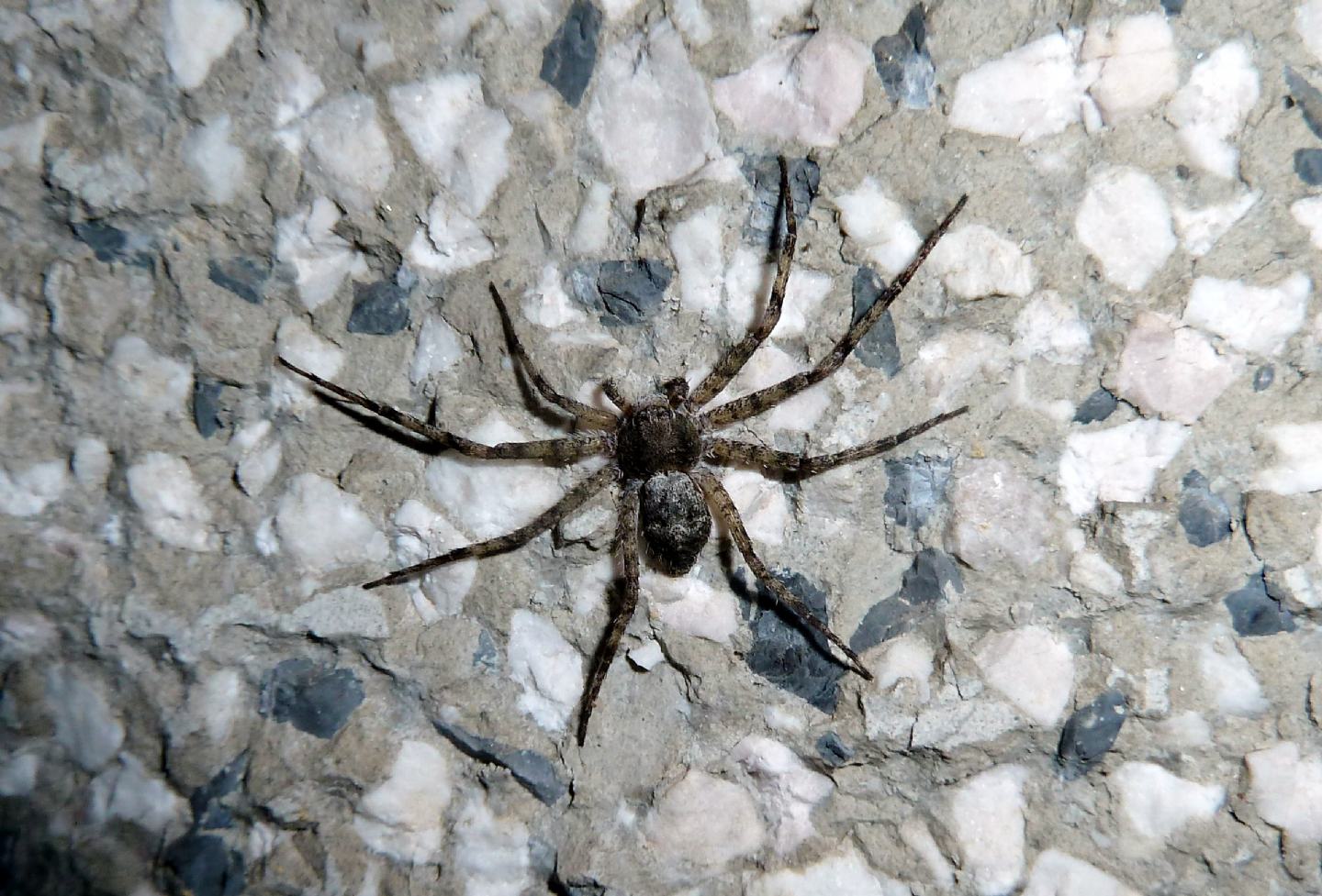 Philodromus sp. - Cassano Magnago (VA)