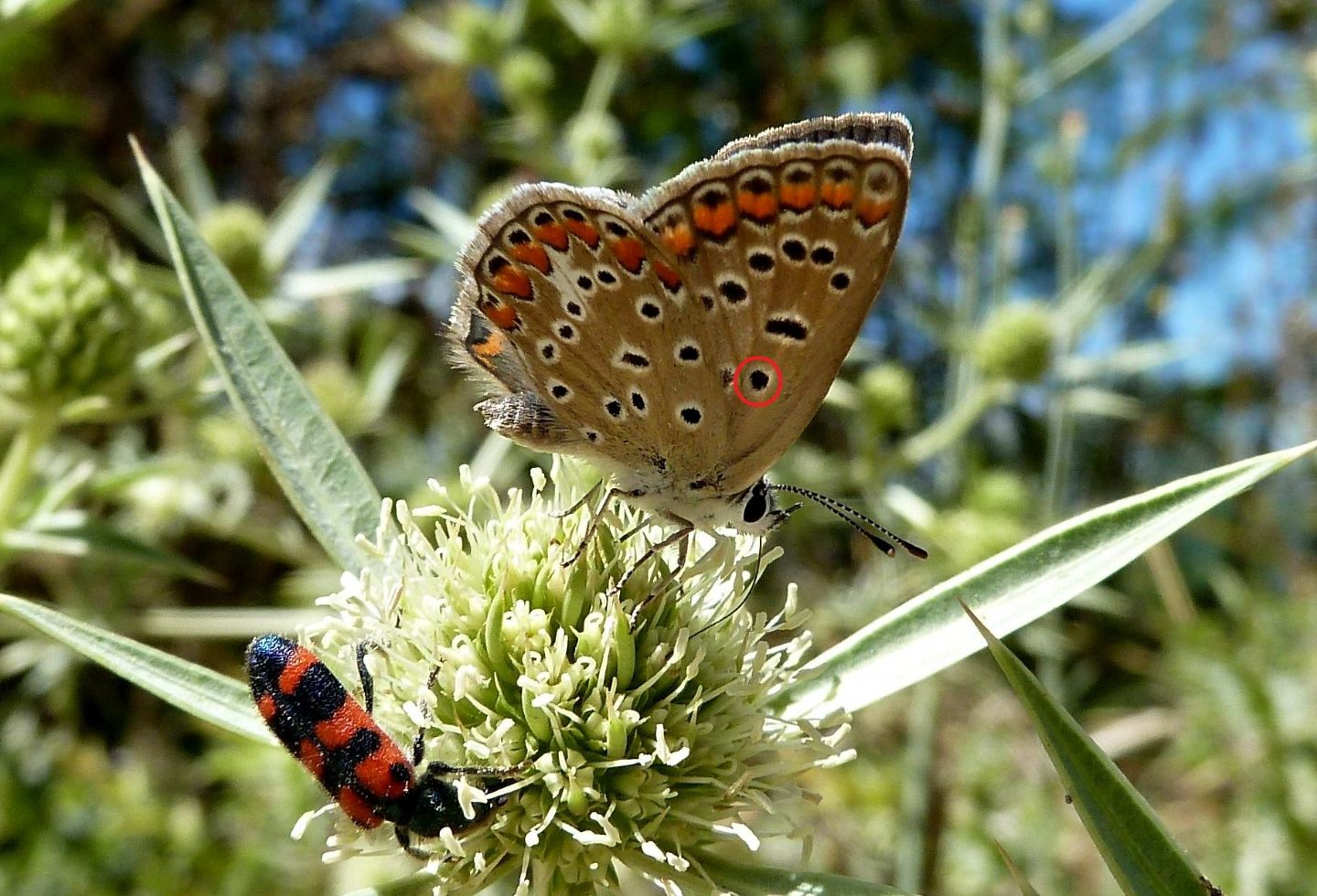 Identificazione - Polyommatus sp.