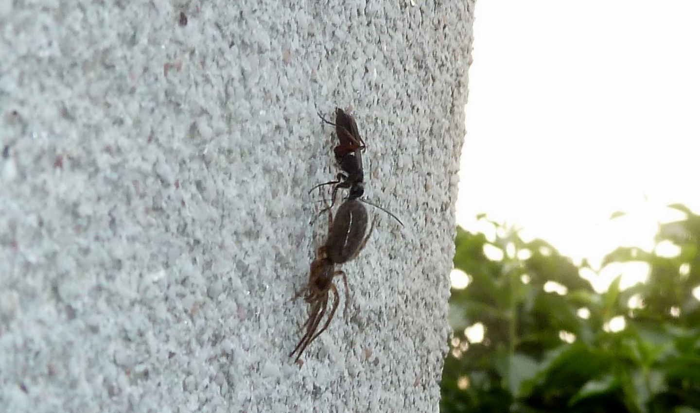 Pompilidae a caccia