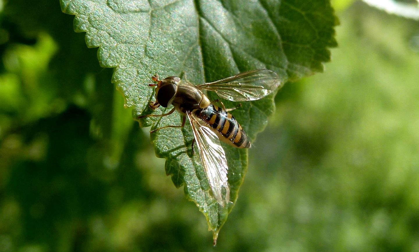 Episyrphus balteatus? Si, femmina