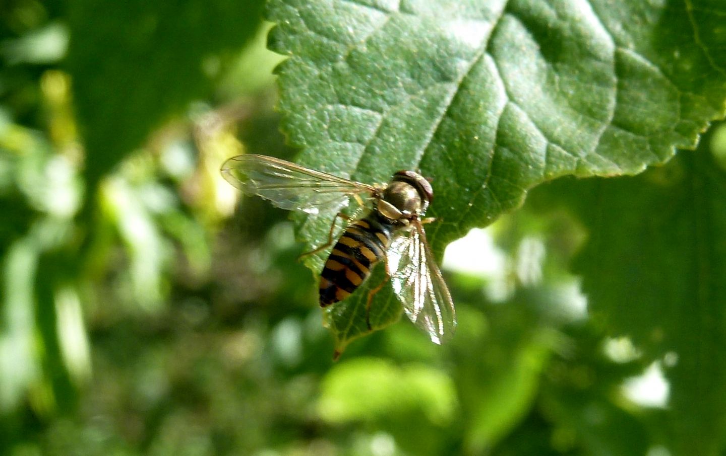 Episyrphus balteatus? Si, femmina