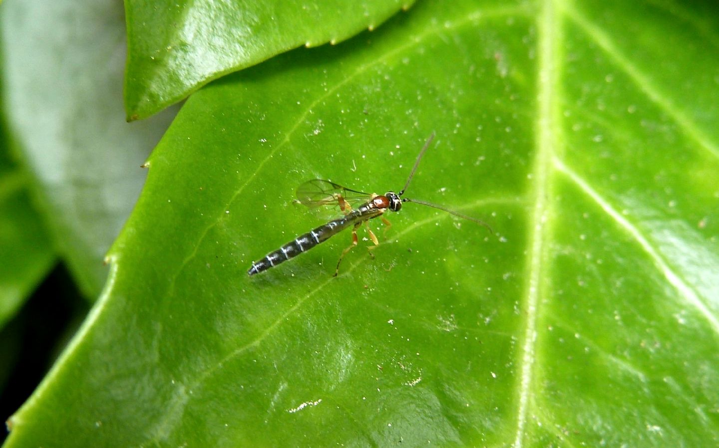 Ichneumonidae: Perithous septemcinctorius, maschio