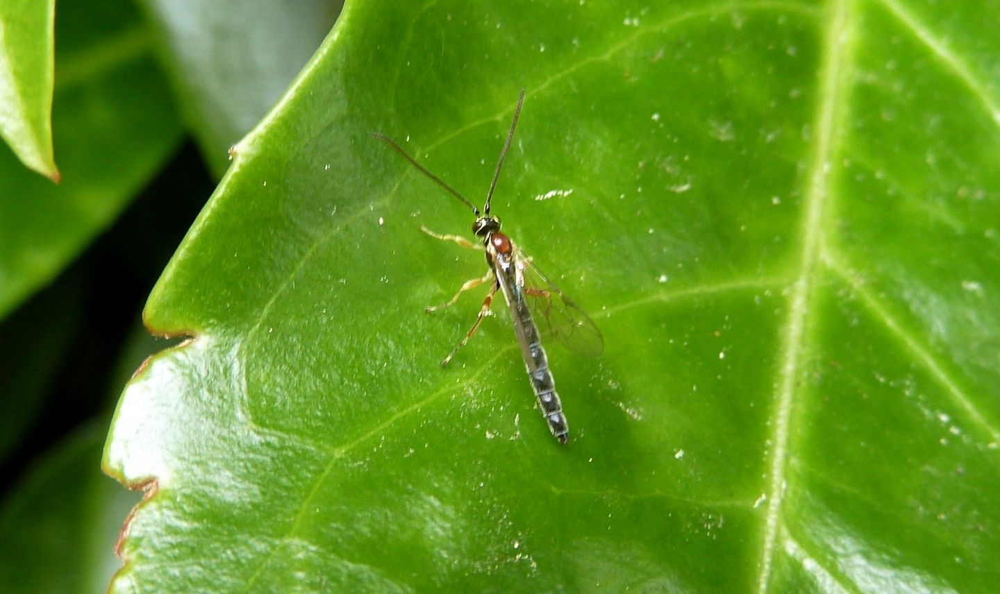 Ichneumonidae: Perithous septemcinctorius, maschio