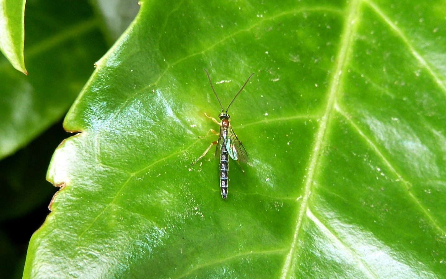 Ichneumonidae: Perithous septemcinctorius, maschio