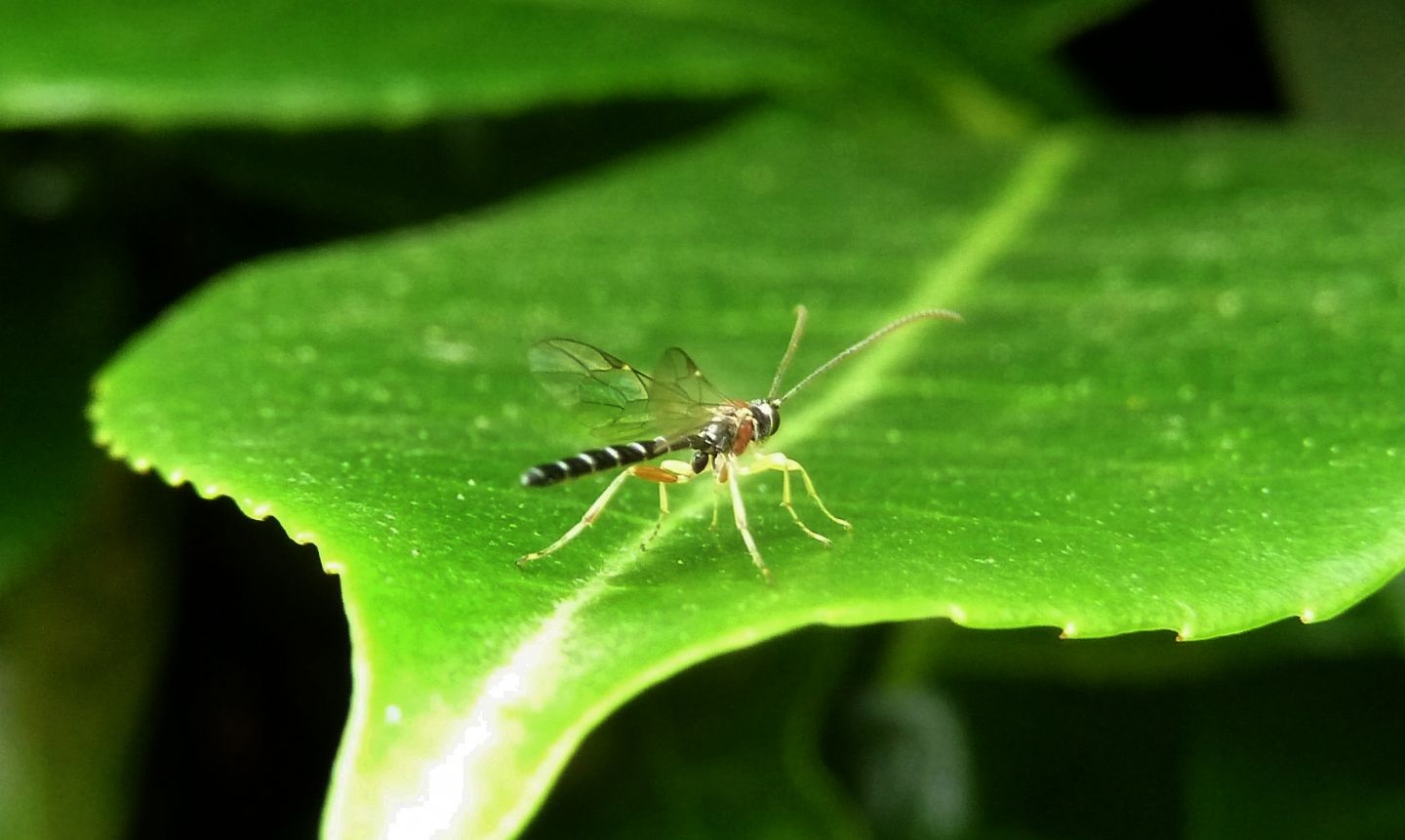 Ichneumonidae: Perithous septemcinctorius, maschio