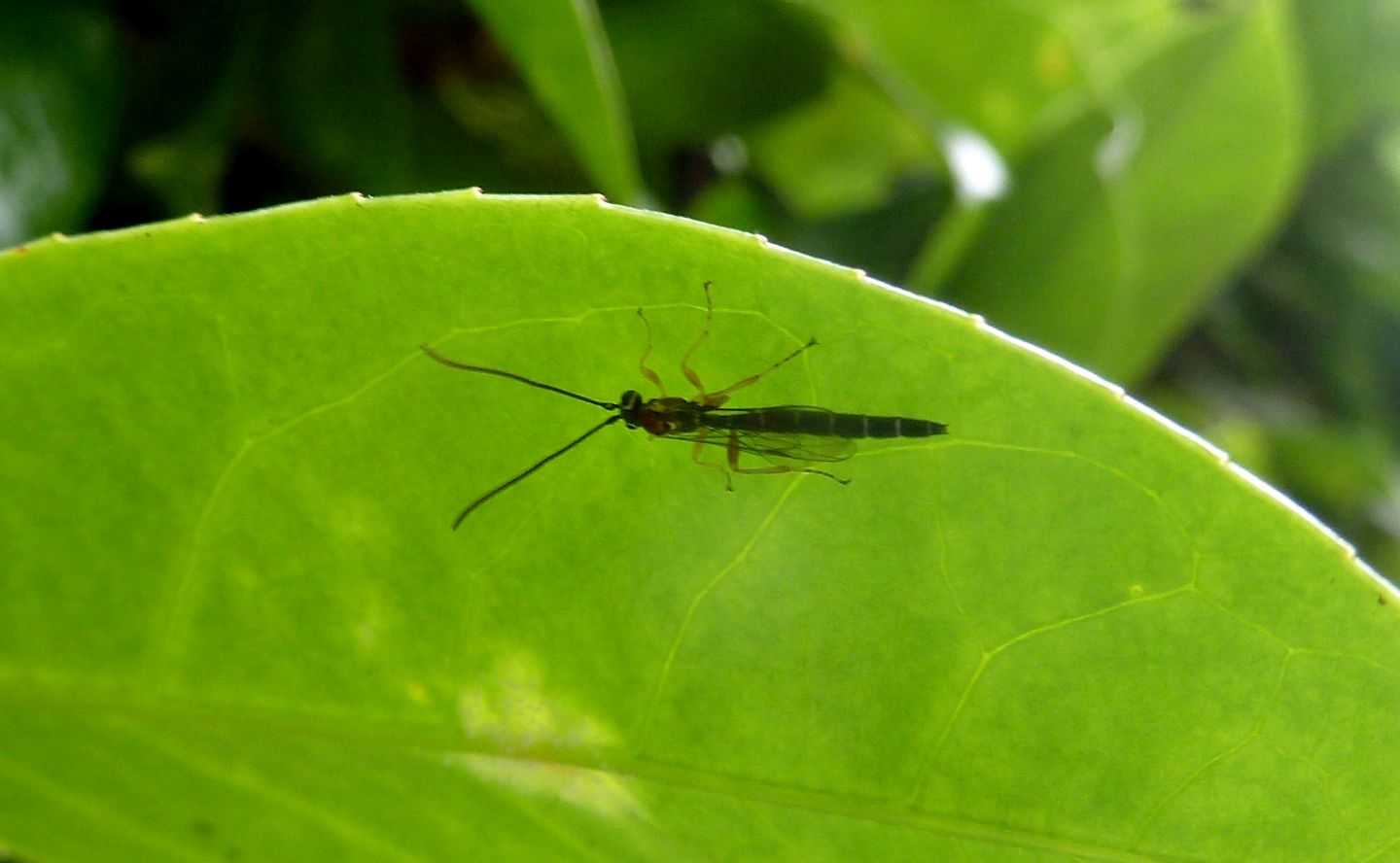 Ichneumonidae: Perithous septemcinctorius, maschio