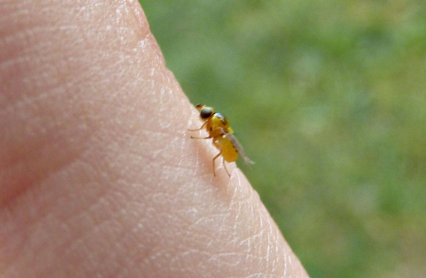 Minuscolo e giallo da identificare: Chloropidae