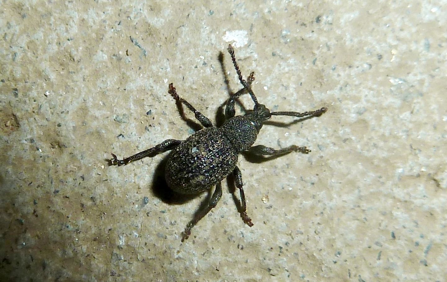 Curculionidae da identificare - Otiorhynchus (Rosvalestus) globus