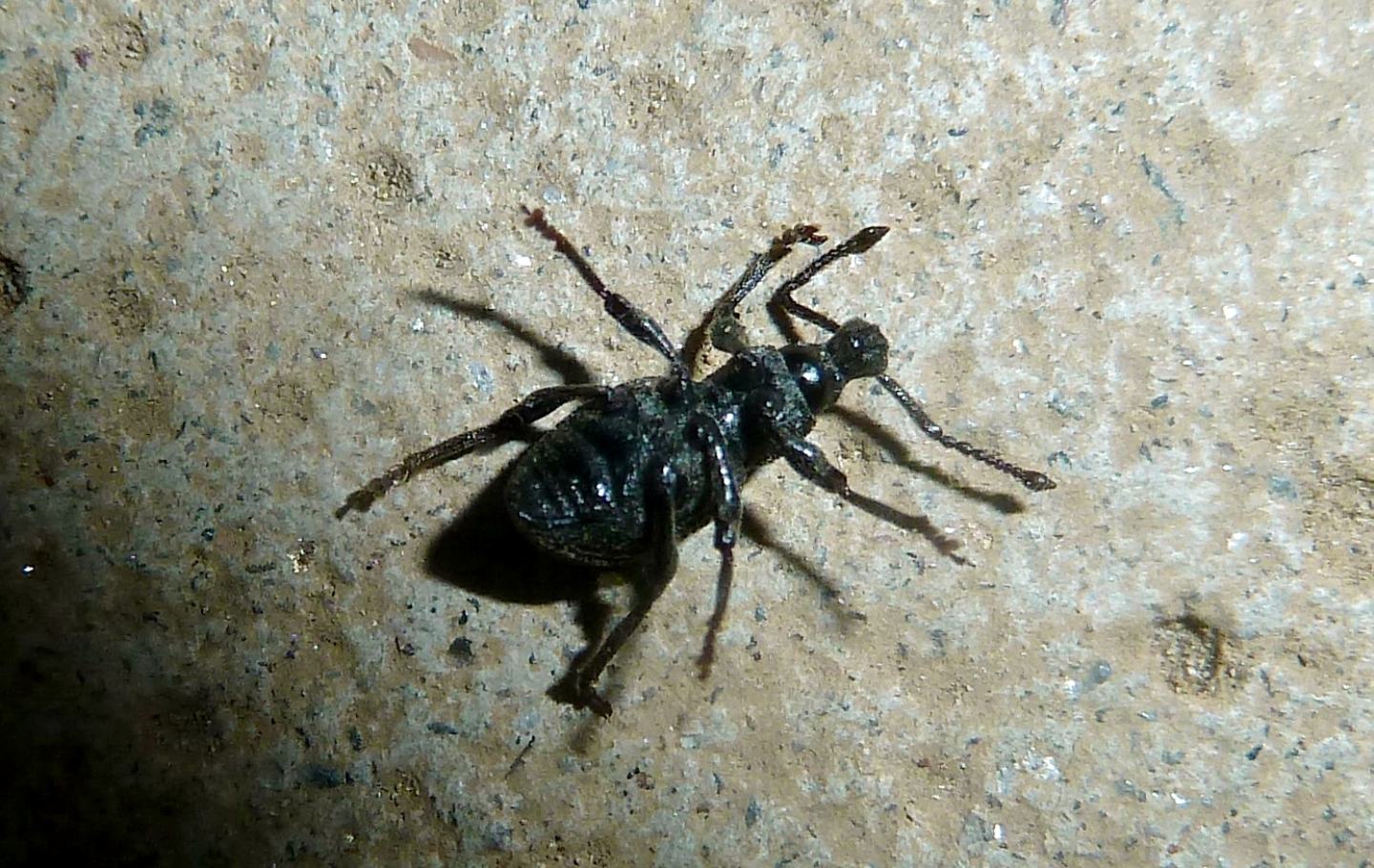 Curculionidae da identificare - Otiorhynchus (Rosvalestus) globus