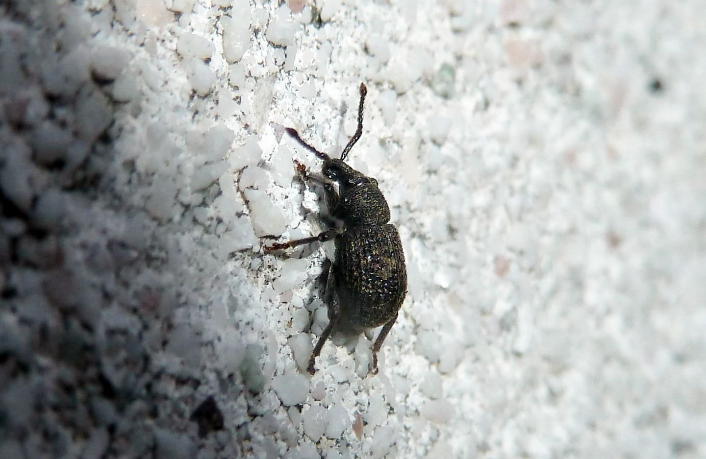 Curculionidae da identificare - Otiorhynchus (Rosvalestus) globus