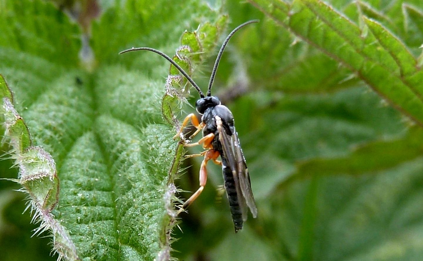 Da determinare: Ichneumonidae Diplazontinae, maschio