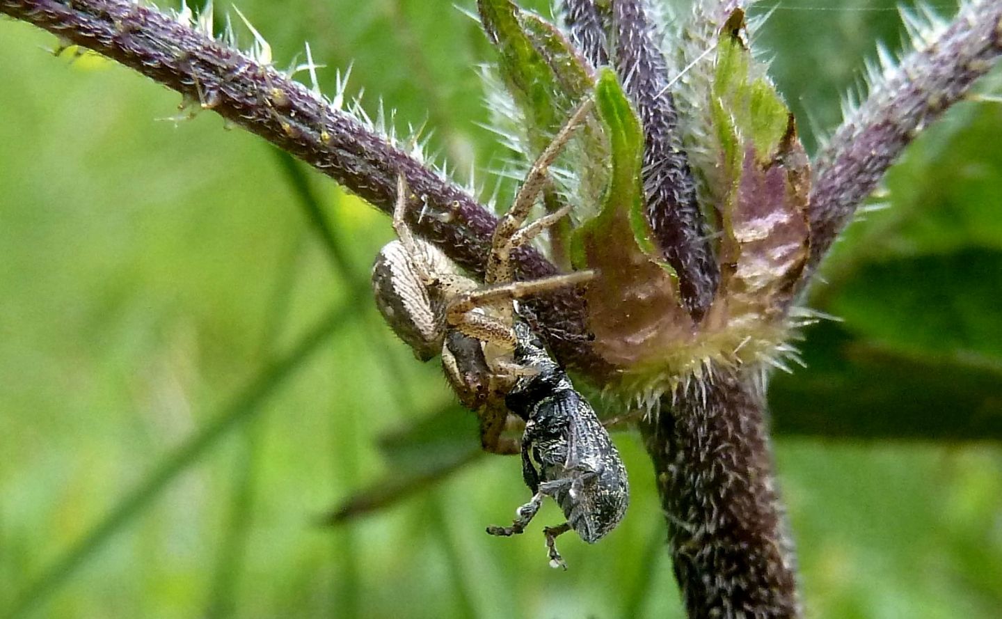 Xysticus sp., Thomisidae  - Val Veddasca (VA)