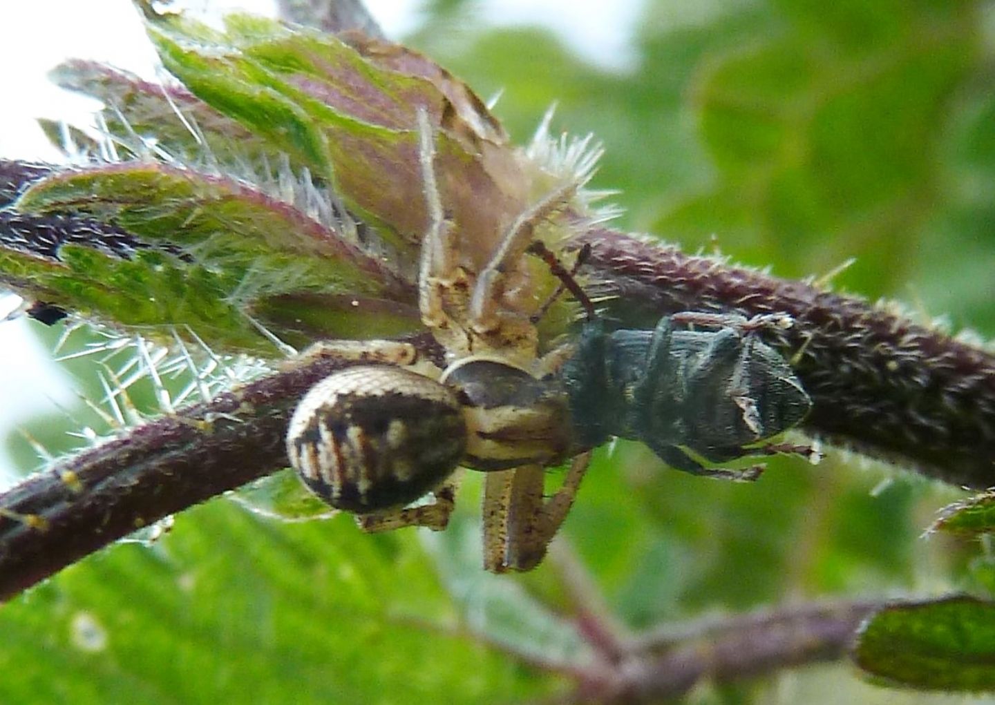 Xysticus sp., Thomisidae  - Val Veddasca (VA)