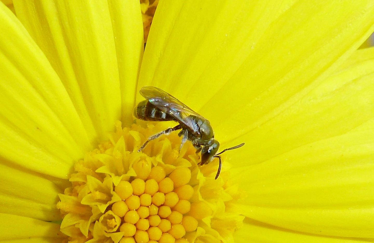 Apidae Halictinae: Lasioglossum  sp.