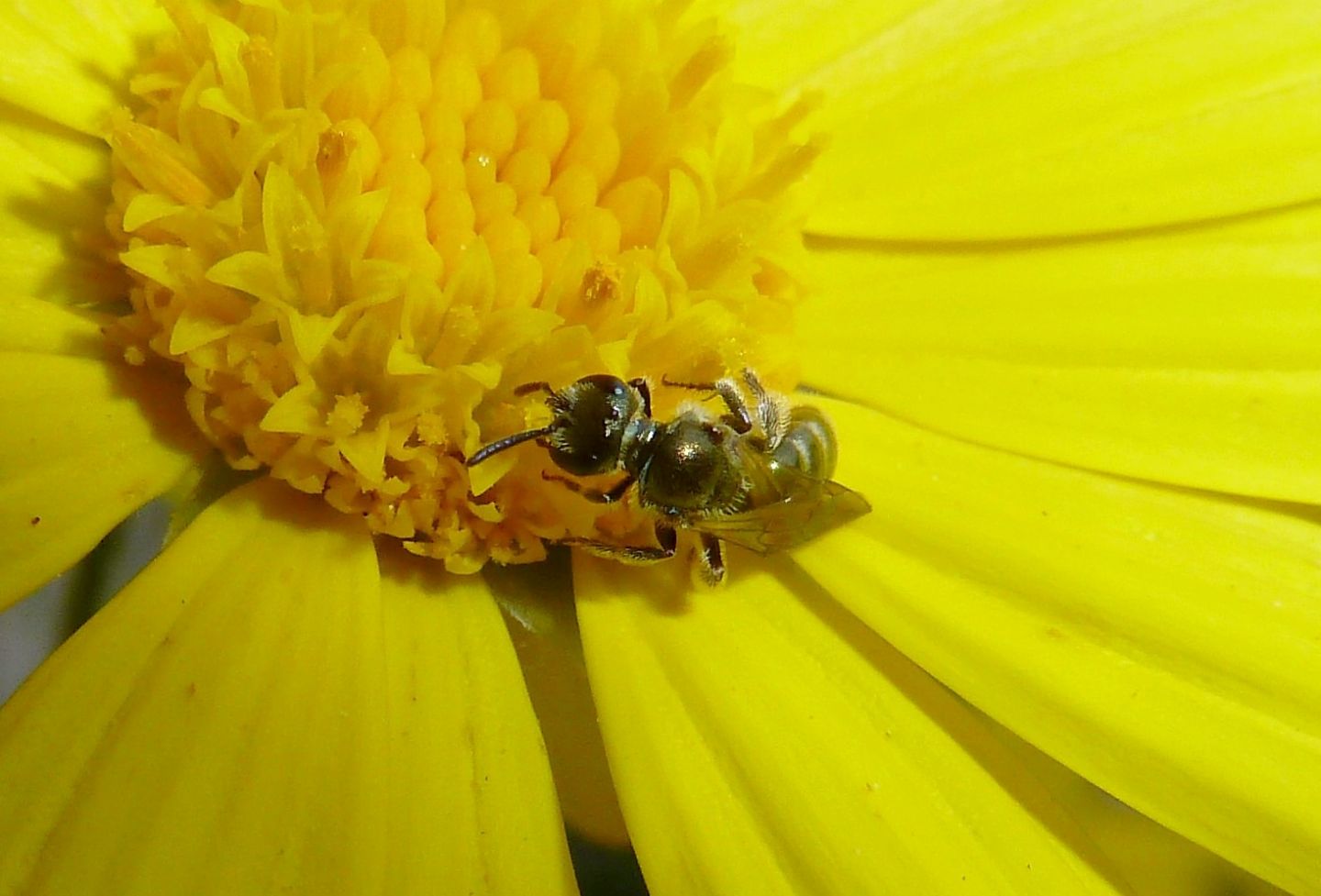 Apidae Halictinae: Lasioglossum  sp.