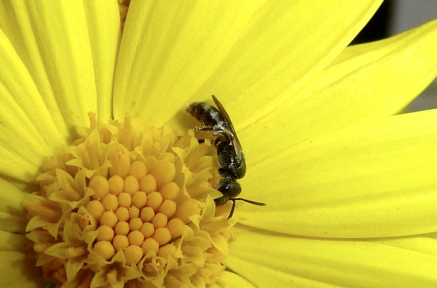 Apidae Halictinae: Lasioglossum  sp.