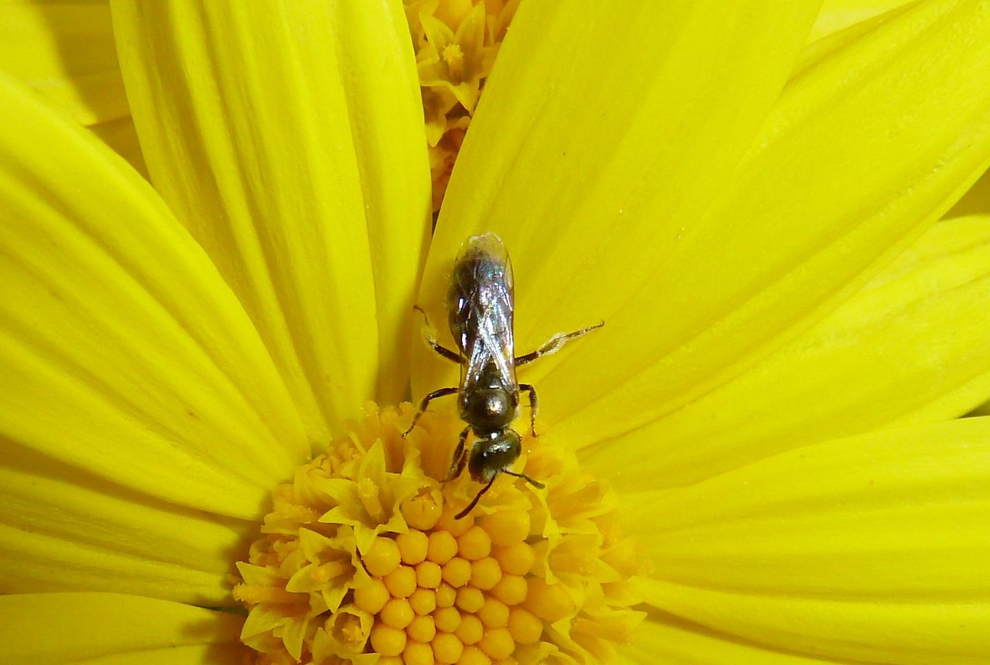 Apidae Halictinae: Lasioglossum  sp.