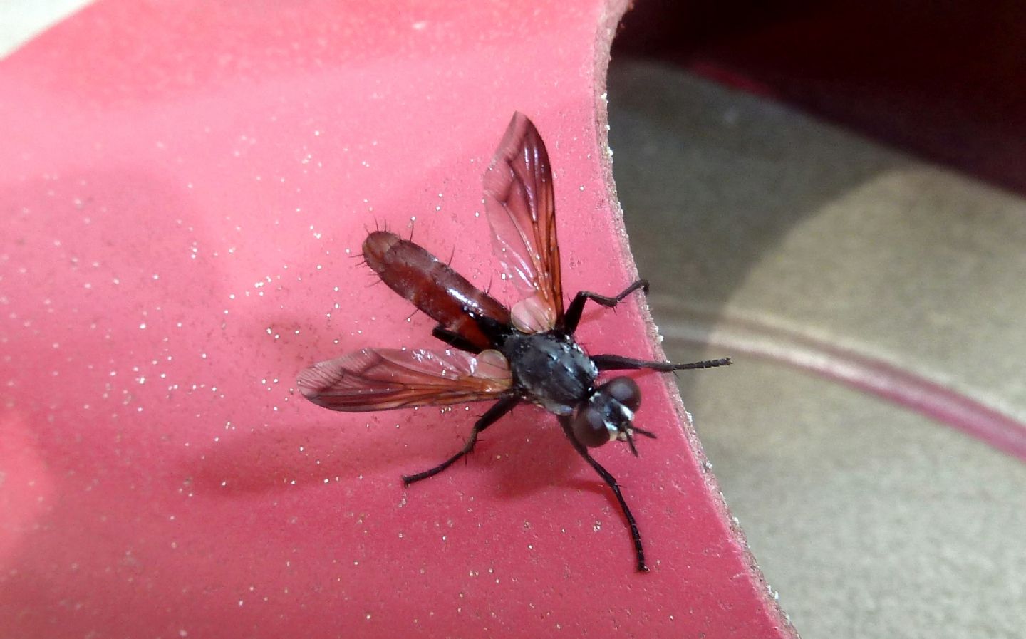 Cylindromyia bicolor (Tachinidae)? Si