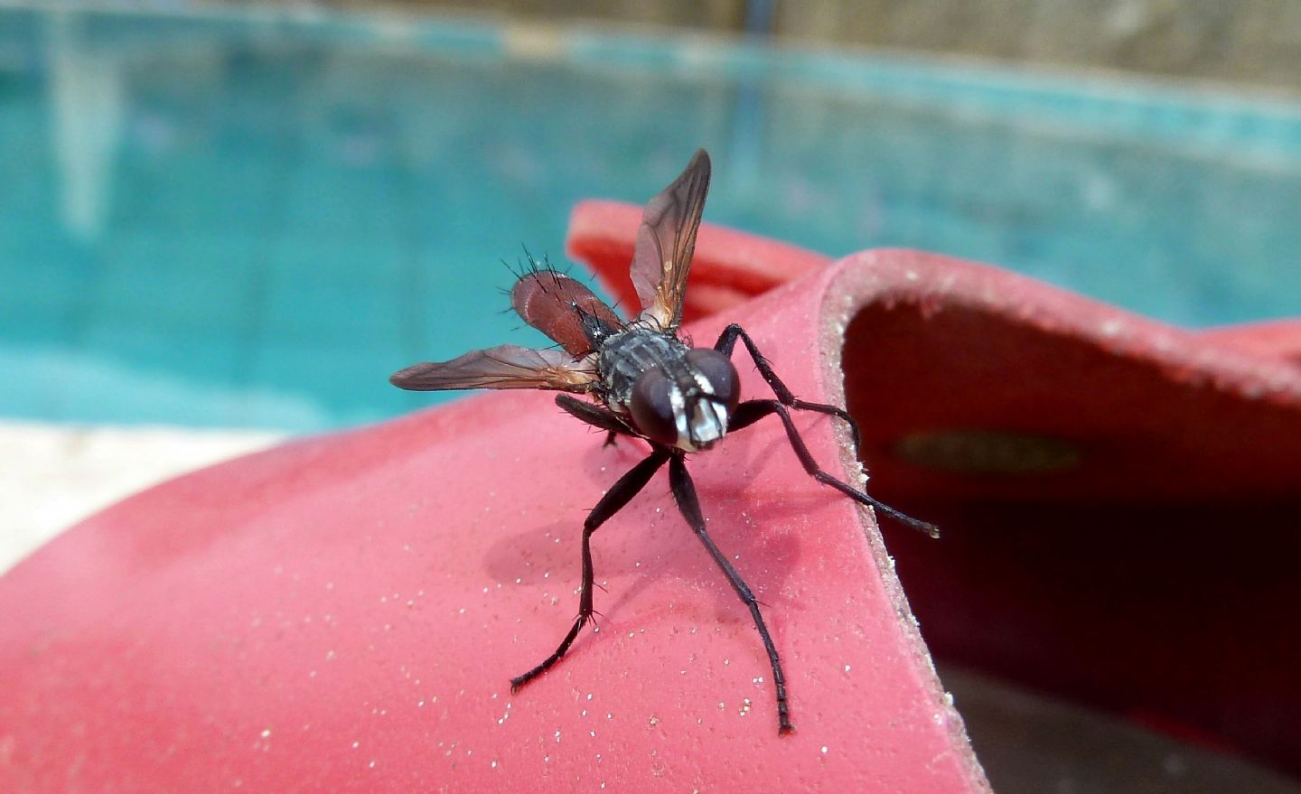 Cylindromyia bicolor (Tachinidae)? Si