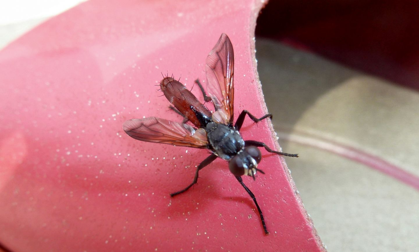 Cylindromyia bicolor (Tachinidae)? Si