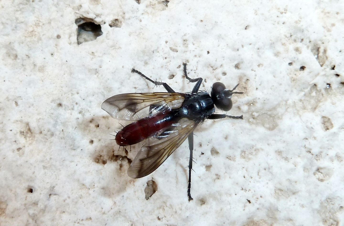 Cylindromyia bicolor (Tachinidae)? Si