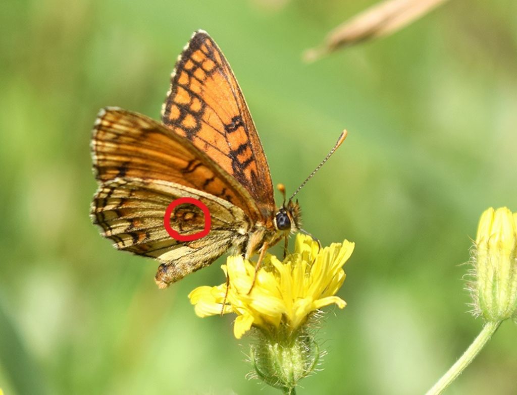 Melitaea aberrante - Melitaea cfr. nevadensis, Nymphalidae