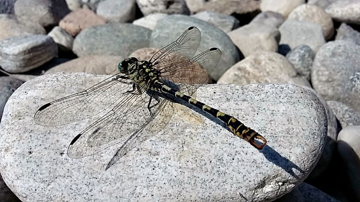 Onychogomphus forcipatus forcipatus o unguiculatus? unguiculatus