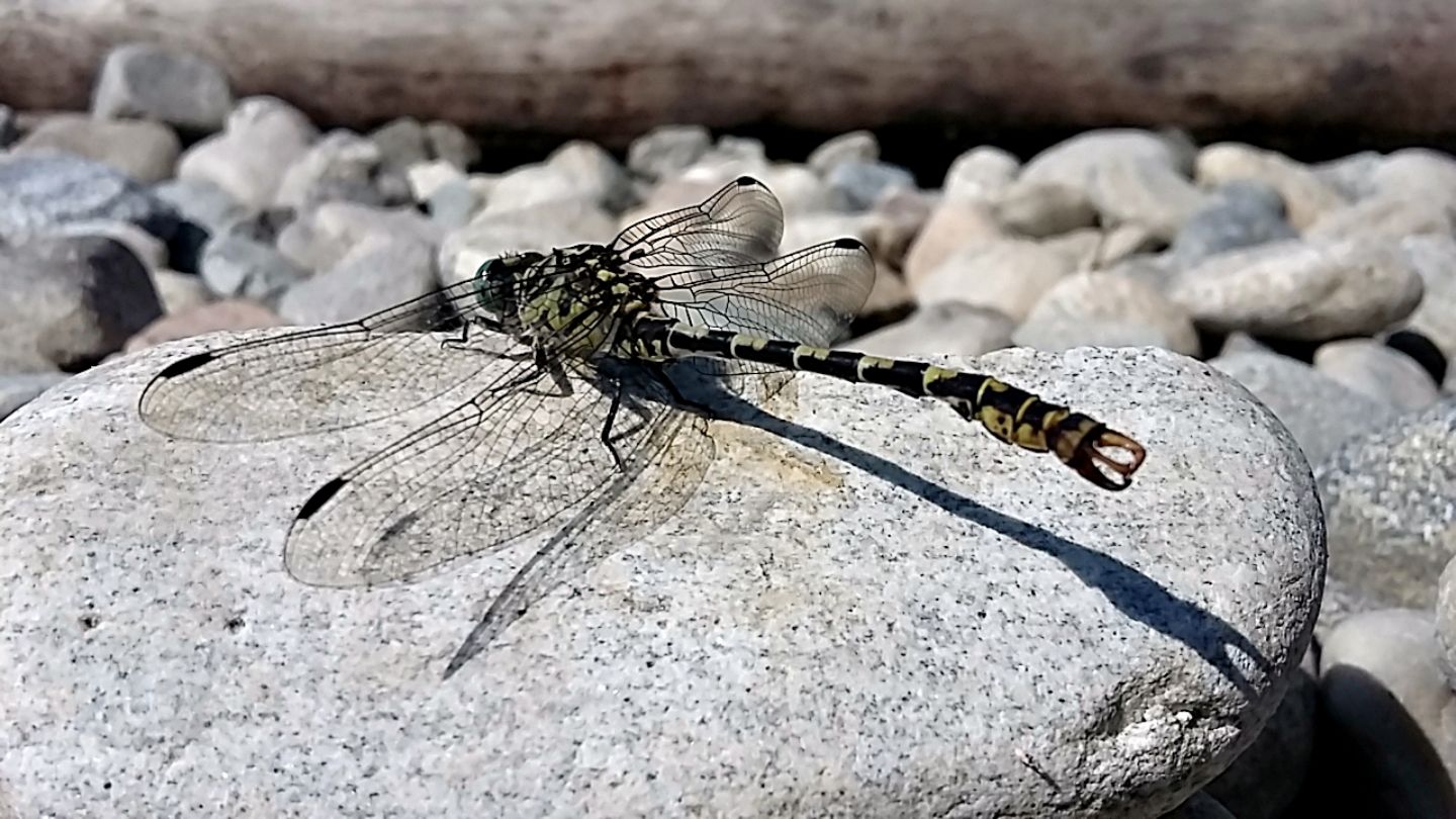 Onychogomphus forcipatus forcipatus o unguiculatus? unguiculatus