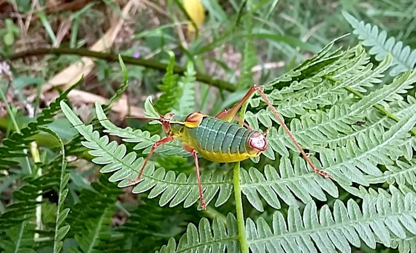 Barbitistes serricauda (Phaneropteridae)?  S !