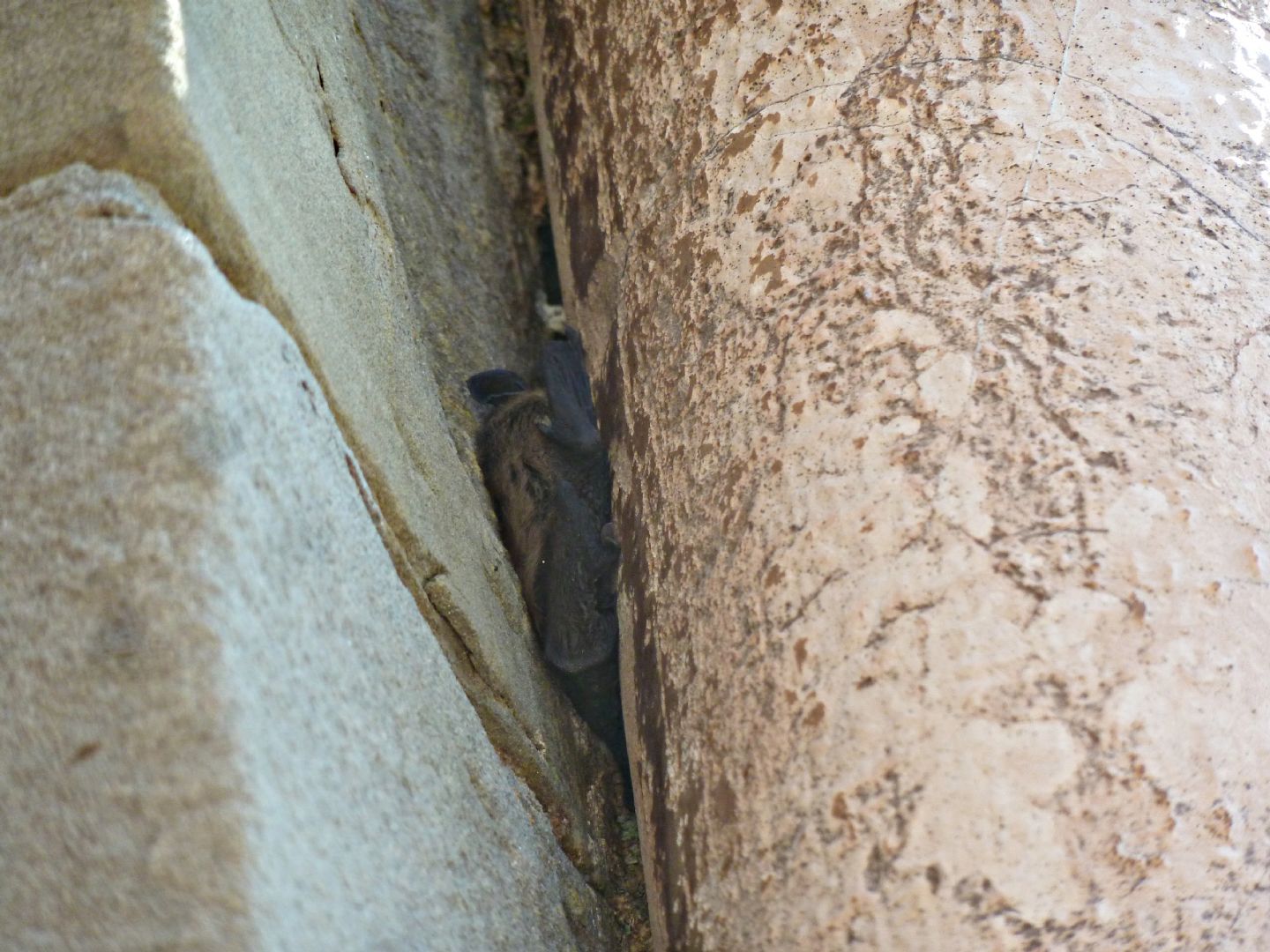 Pipistrello in volo di giorno