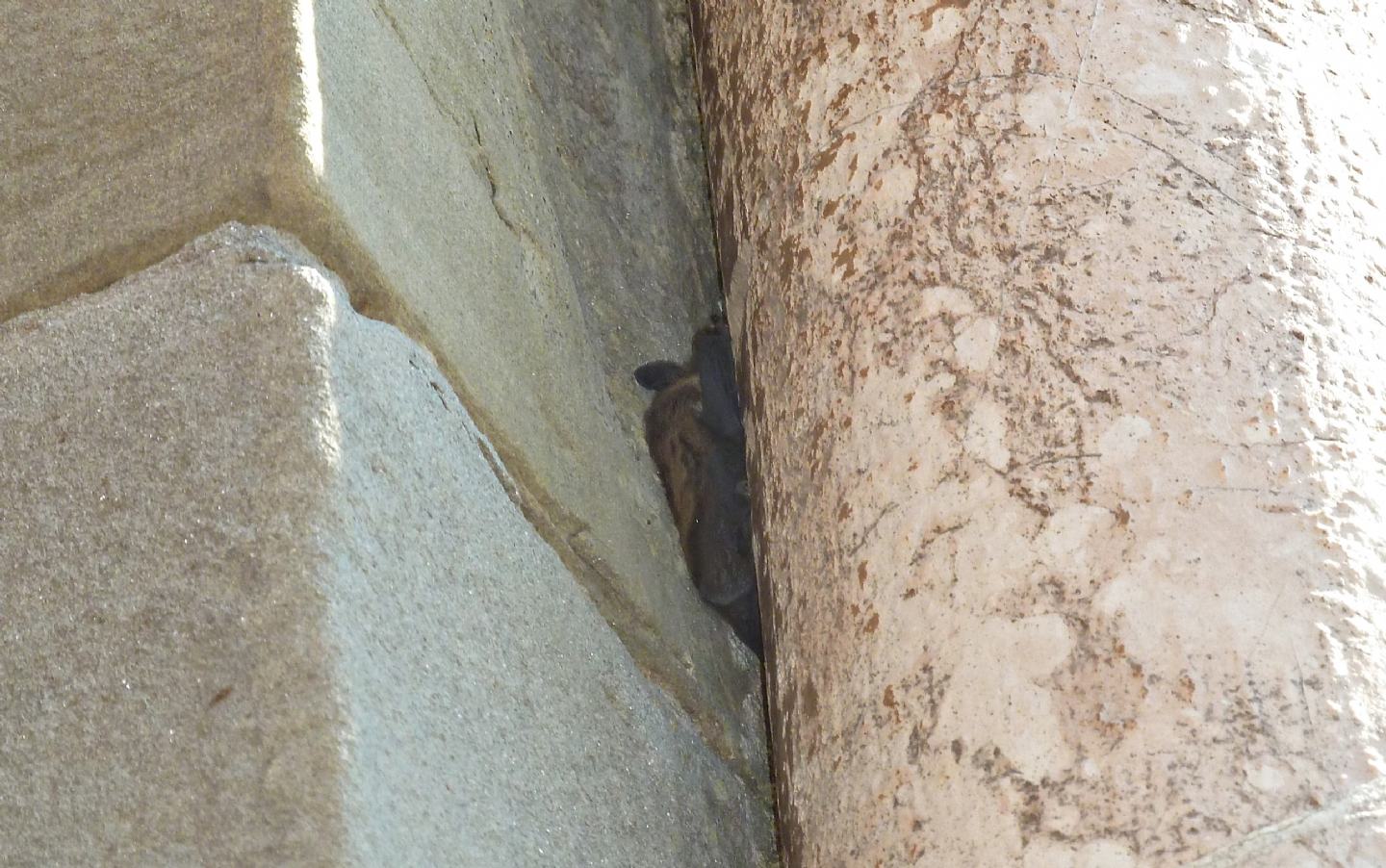 Pipistrello in volo di giorno