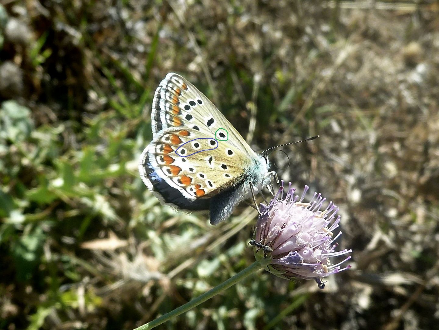 Polyommatus/Aricia?