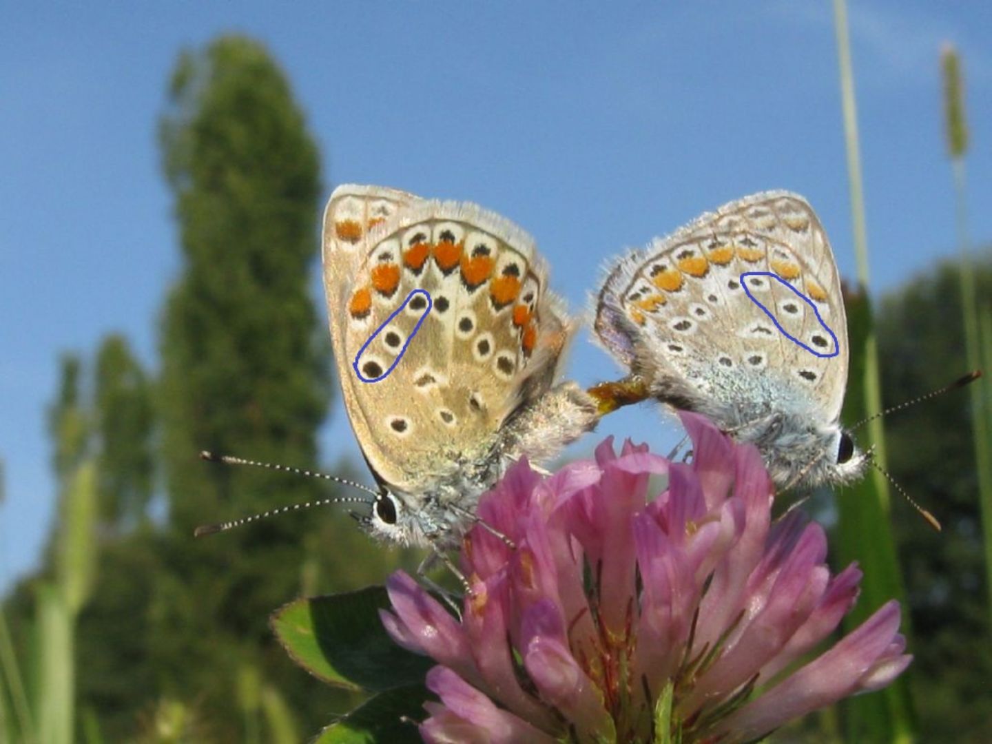 Polyommatus/Aricia?