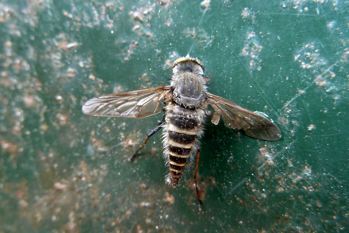 Da identificare - Thereva sp., Therevidae