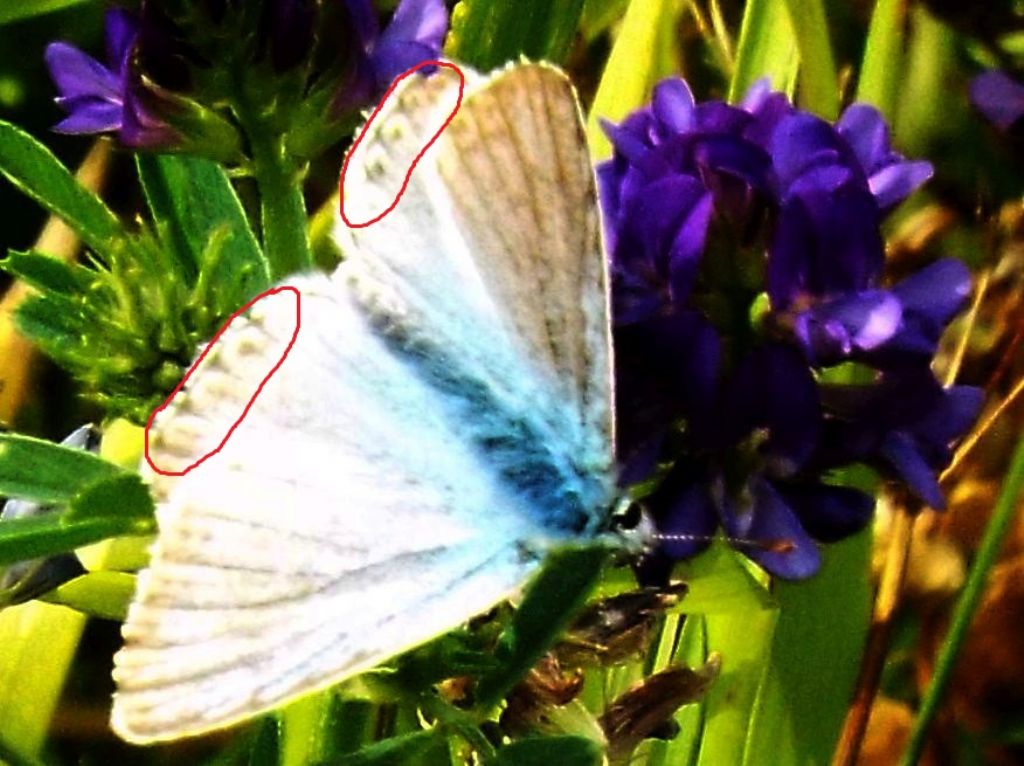 Lycaenidae:   Polyommatus coridon, maschio