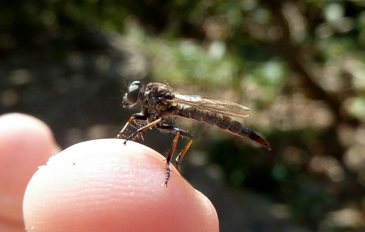 Asilide da id. - (A)neomochtherus/Cerdistus sp.