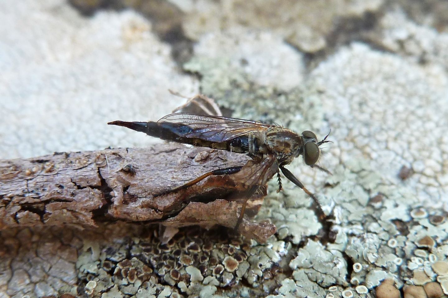 Asilide da id. - (A)neomochtherus/Cerdistus sp.