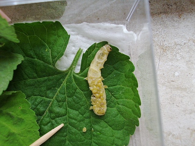 Parassitoidi su Lepidottero: acari? No, Euplectrus sp. (Eulophidae)