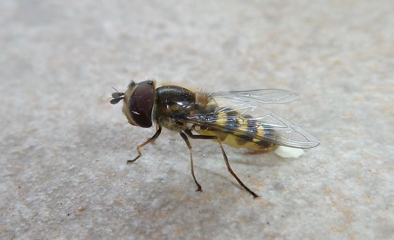 Larva, pupario, adulto: Scaeva dignota? ....Scaeva selenitica