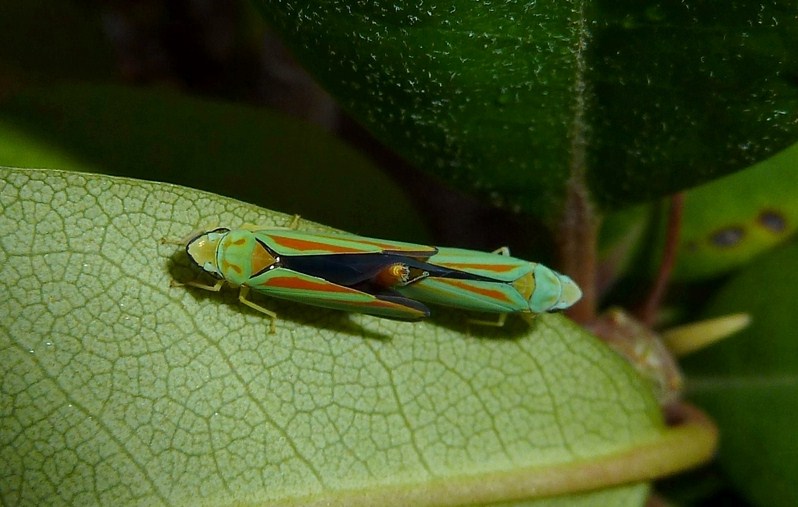 Graphocephala fennahi: accoppiamento