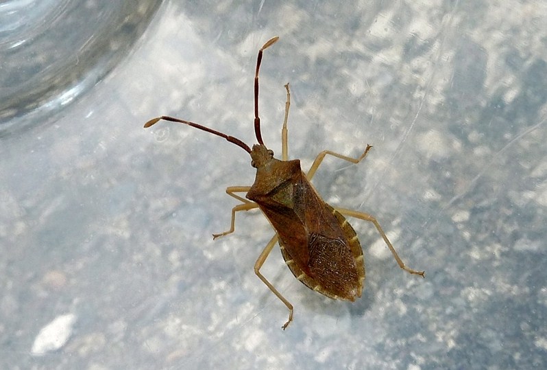 Coreidae: Gonocerus acuteangulatus della Lombardia (VA)