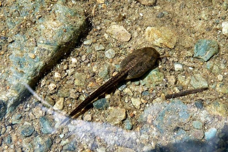 Girini all''Alpe Ventina - Rana temporaria