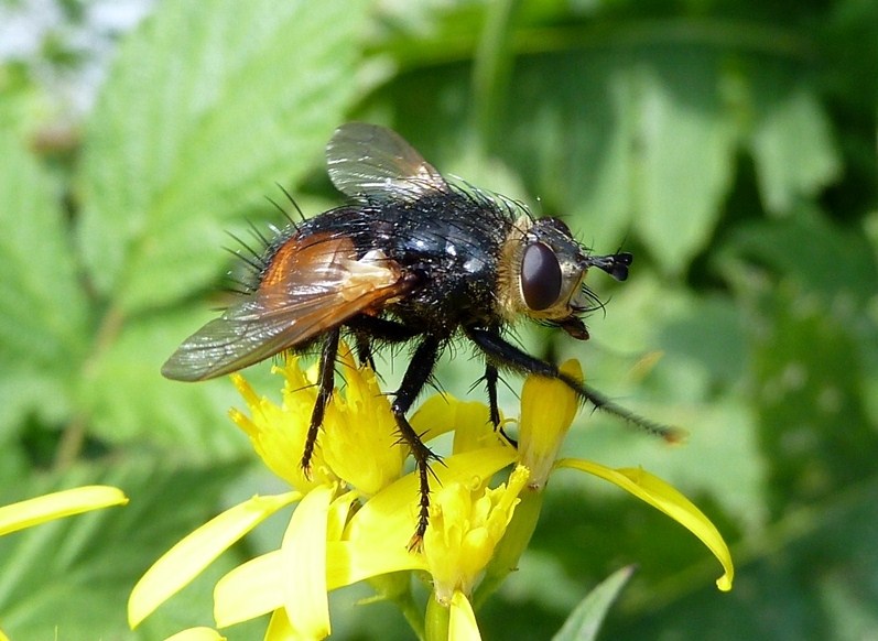 Nowickia sp. dalla Val Tartano