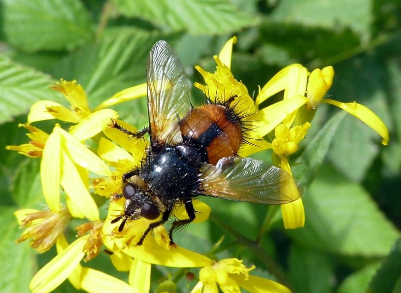 Nowickia sp. dalla Val Tartano