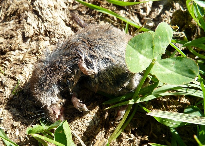 Valtellinese da identificare:  Sorex sp.