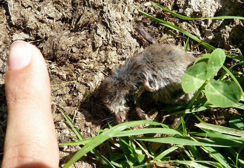 Valtellinese da identificare:  Sorex sp.