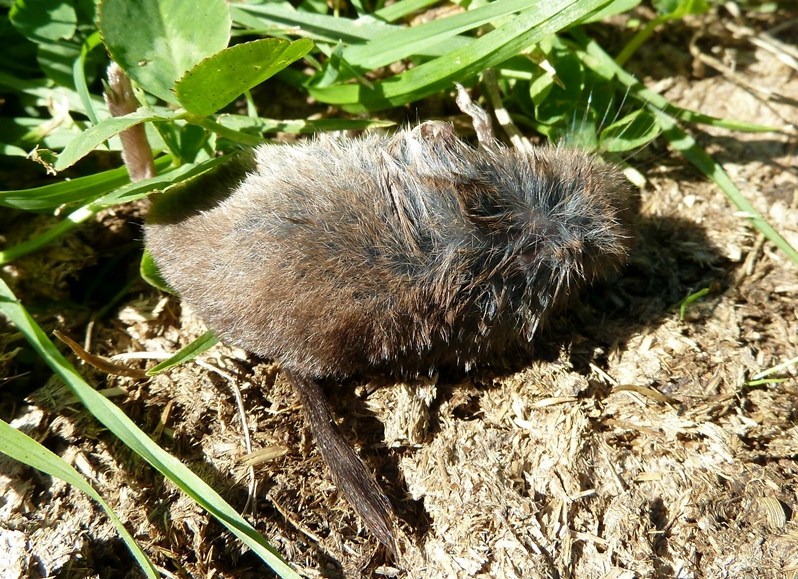 Valtellinese da identificare:  Sorex sp.