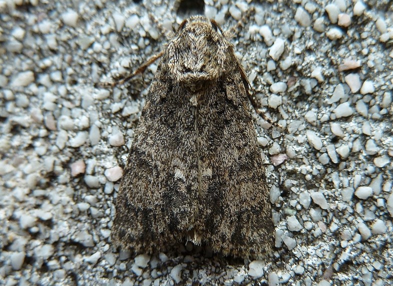 Acronicta rumicis